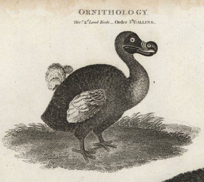 Dodo, Raphus cucullatus, sukupuuttoon kuollut lentokyvytön lintu. T. Miltonin kuparilevykaiverrus Sydenham Edwardsin kuvituksen jälkeen Abraham Reesin Cyclopaediasta tai Universal Dictionarysta, Lontoo tekijältä Sydenham Teast Edwards