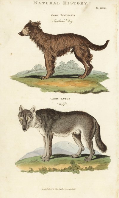 Koira ja susi - Paimenkoira, Canis familiaris, ja susi, Canis lupus. Käsinvärinen kuparikaiverrus Sydenham Edwardsin mukaan John Mason Goodin Pantologiasta, a New Encyclopedia, G. Kearsley, Lontoo tekijältä Sydenham Teast Edwards