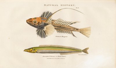 Dragonet ja Sand Lance tekijältä Sydenham Teast Edwards