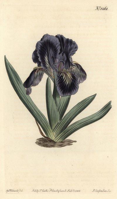 Kääpiö-Iris - Iris x binata (Purppuransininen kääpiölippu, Iris pumila var. violacea). F. Sansom Jr:n käsin värjätty kuparipiirros Sydenham Edwardsin kuvituksen mukaan, William Curtis