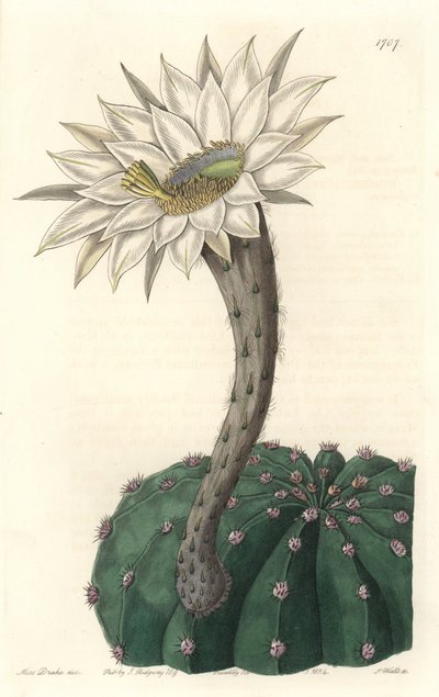 Echinocactus eyriesii, kukkiva kaktus, kotoisin Meksikosta - S. Wattsin vahva vesi Sarah Anne Draken (1803-1857) kuvituksesta kasvitieteellisestä rekisteristä tekijältä Sydenham Teast Edwards