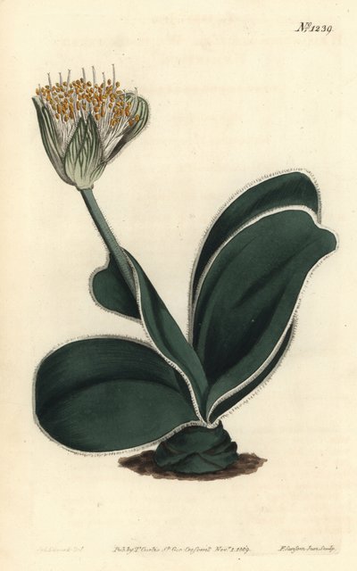 Elephant Ear - Valkokukkainen haemanthus, Haemanthus albiflos. F. Sansom Jr.:n käsinvärinen kuparikaiverrus Sydenham Edwardsin kuvituksen jälkeen William Curtisin kasvitieteellisestä lehdestä, T. Curtis, Lontoo tekijältä Sydenham Teast Edwards