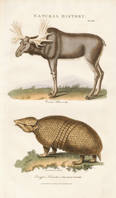 Hirvi ja kolmikaistavyötiäinen vyötiäinen tekijältä Sydenham Teast Edwards