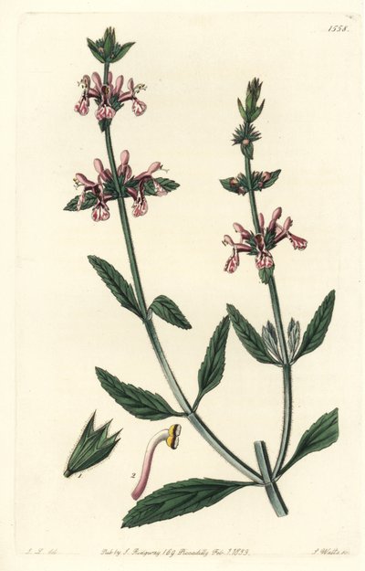 Epiary - Valkovartinen stachys, Stachys albicaulis. S. Wattsin käsinvärinen kuparikaiverrus John Lindleyn kuvituksen jälkeen Sydenham Edwardsin kasvitieteellisestä rekisteristä, Ridgeway, Lontoo tekijältä Sydenham Teast Edwards