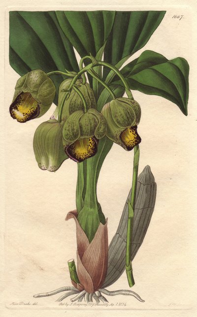 Epifyyttinen orkidea, vaaleankeltainen katasetumi, kotoisin Brasiliasta - S. Wattsin vesiforet Sarah Anne Draken (1803-1857) kuvituksesta kasvitieteellisestä rekisteristä tekijältä Sydenham Teast Edwards