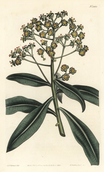Euphorbe mellifere - Hunajakurjenpolvi tai hunajaa tuottava euphorbia, Euphorbia mellifera. F. Sansom Jr:n käsin tekemä kuparikaiverrus Sydenham Edwardsin kuvituksen mukaan, William Curtis