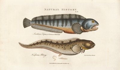 Meribassi ja eloparous blenny -lajit tekijältä Sydenham Teast Edwards
