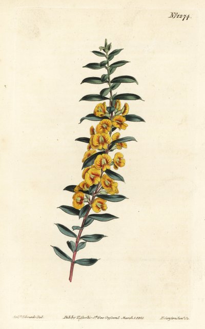 Eutaxia myrtifolia (ristilehtinen dilwynia, Dillwynia obovata). F. Sansom Jr.:n käsinvärinen kuparikaiverrus Sydenham Edwardsin kuvituksen jälkeen William Curtisin kasvitieteellisestä lehdestä, T. Curtis, Lontoo tekijältä Sydenham Teast Edwards