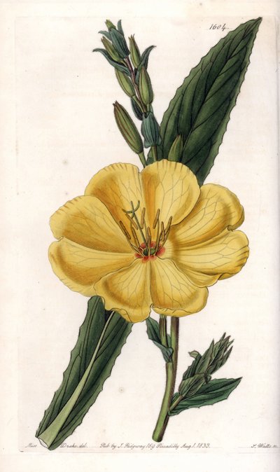 Iltahelokki suurilla kukilla - S.Wattsin kaiverrettu taulu Sarah Anne Draken (1803-1857) kuvituksesta, Englannin Sydenham Edwardsin (1768-1819) kasvitieteellisestä rekisteristä tekijältä Sydenham Teast Edwards