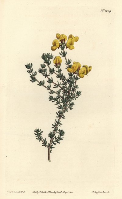 Aspalathus fleshy-leaved aspalathus, Aspalathus carnosa. F. Sansom Jr:n käsin värjätty kuparipiirros Sydenham Edwardsin kuvituksen mukaan, William Curtis