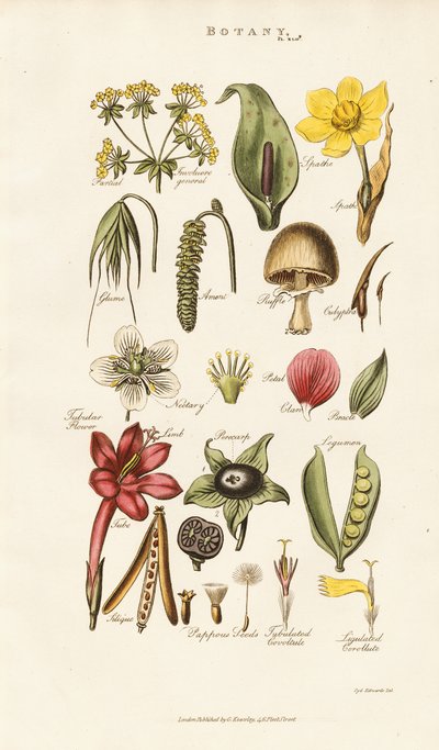 Kukkien ja kasvien rakenteet tekijältä Sydenham Teast Edwards