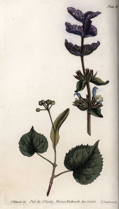 Kukkalehdet ja violetti kukkakimppu vihersalviaa (tai hormiinalviaa) ja lehmuspuita. Värillinen kuparikaiverrus, Sydenham Edwardsin (1768-1819) kuvitus Lambethin kasvitieteellisen puutarhan kasvitieteellinen puutarha (Englanti) tekijältä Sydenham Teast Edwards