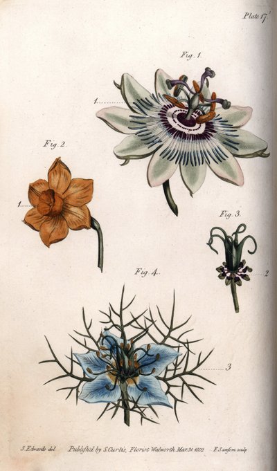 Passionhedelmän kukkia tai passionkukkia, narsissia ja nigellaa. Värillinen kuparikaiverrus, Sydenham Edwardsin (1768-1819) kuvitus Lambethin kasvitieteellisen puutarhan kasvitieteellinen puutarha (Englanti) tekijältä Sydenham Teast Edwards