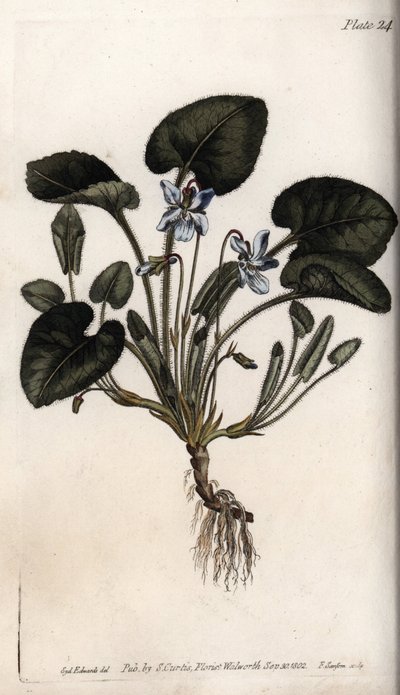 Tuoksuva violetti. Värillinen kuparikaiverrus, Sydenham Edwardsin (1768-1819) kuvitus Lambethin kasvitieteellisen puutarhan kasvitieteellinen puutarha (Englanti) tekijältä Sydenham Teast Edwards