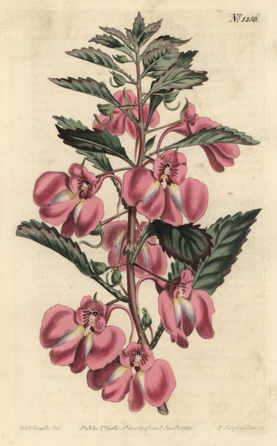 Garden Balsamine - Puutarhabalsami, Impatiens balsamina (rauhaslehtinen balsami, Impatiens coccinea). F. Sansom Jr.:n käsinvärinen kuparikaiverrus Sydenham Edwardsin kuvituksen jälkeen William Curtisin kasvitieteellisestä lehdestä, T. Curtis, Lontoo tekijältä Sydenham Teast Edwards