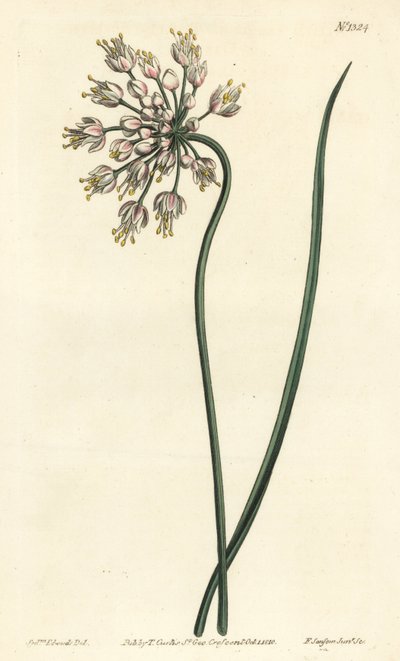Valkosipulilaippaus - nyökkää sipulia, naaraspurjoa tai sateenvarjoista valkosipulia, Allium cernuum. F. Sansom Jr.:n käsinvärinen kuparikaiverrus Sydenham Edwardsin kuvituksen jälkeen William Curtisin kasvitieteellisestä lehdestä, T. Curtis, Lontoo tekijältä Sydenham Teast Edwards