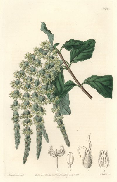 Garrya, jossa elliptiset lehdet tai silkkiset tammenterhot tai karhupensas - S. Wattsin vahva vesi Sarah Anne Draken (1803-1857) kuvituksesta kasvitieteellisestä rekisteristä tekijältä Sydenham Teast Edwards