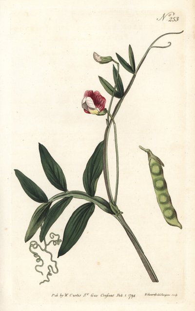 Gesse climene - espanjalainen virna, Lathyrus clymenum (nivel-palkoinen lathyrus, Lathyrus articulatus). Sansomin käsinvärinen kuparikaiverrus Sydenham Edwardsin kuvituksen jälkeen William Curtisin kasvitieteellisestä lehdestä Lontoosta tekijältä Sydenham Teast Edwards