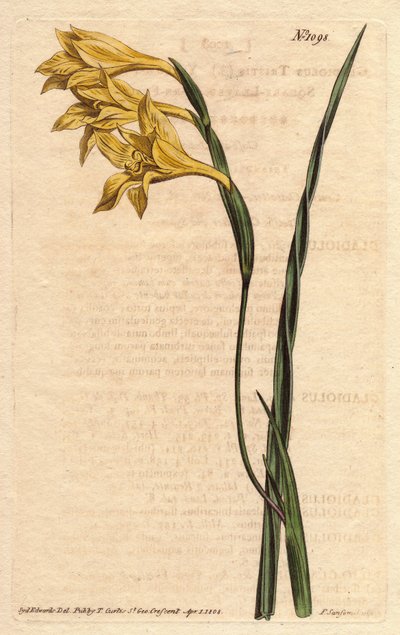 Glaieulilla on keltaisia kukkia episissä ja miekan muotoisia lehtiä. Keltainen kukkainen, neliömäinen maissilippu. Gladiolus tristis. Käsinvärinen kuparikaiverrus Sydenham Edwardsin kasvitieteellisestä kuvituksesta William Curtisin "" Botanical Magazine -l tekijältä Sydenham Teast Edwards