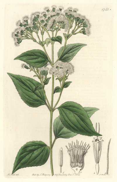 Glandular eupatorium, kotoisin Meksikosta - S. Watts vahvaa vettä M. Martin kuvituksesta kasvitieteellisestä rekisteristä tekijältä Sydenham Teast Edwards