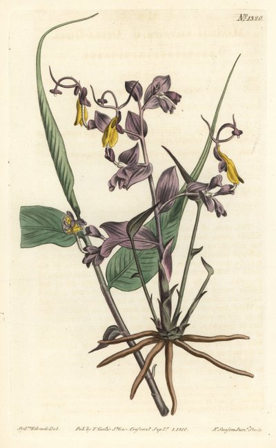 Globba radicalis (Oopperatytöt, Mantisia saltatoria). F. Sansom Jr.:n käsinvärinen kuparikaiverrus Sydenham Edwardsin kuvituksen jälkeen William Curtisin kasvitieteellisestä lehdestä, T. Curtis, Lontoo tekijältä Sydenham Teast Edwards