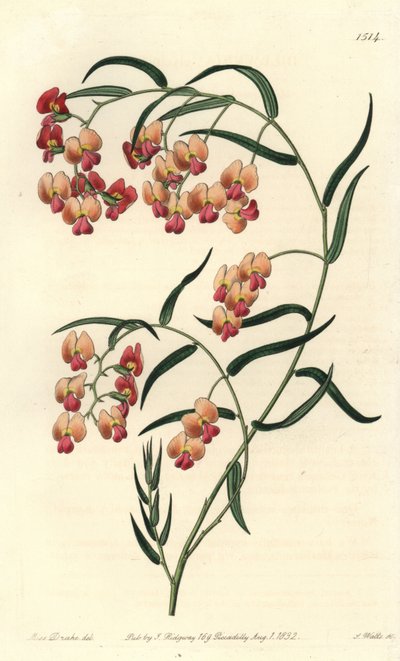 Glysiinilehtinen dillwynia, Dillwynia glycinifolia. S. Wattsin käsinvärinen kuparikaiverrus Miss Sarah Draken kuvituksen jälkeen Sydenham Edwardsin kasvitieteellisestä rekisteristä, Ridgeway, Lontoo tekijältä Sydenham Teast Edwards