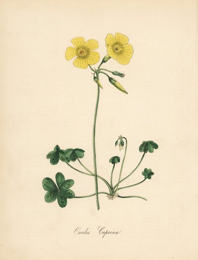 Vuohenjalkainen suolahapo, Oxalis caprina. Otettu Sydenham Edwardsin kuvituksesta William Curtisin "" Botanical Magazinessa." C. Chabotin käsinvärinen sinkografi, jonka on piirtänyt neiti M. A. Burnett kirjastaan "" Plantae Utiliores: or Illustrations of U tekijältä Sydenham Teast Edwards