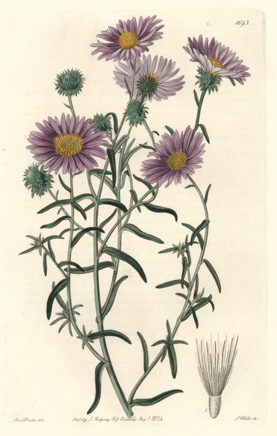 Gray Aster, alunperin Kaliforniasta - S. Watts Strong Water Sarah Anne Draken (1803-1857) kuvituksesta kasvitieteellisestä rekisteristä tekijältä Sydenham Teast Edwards