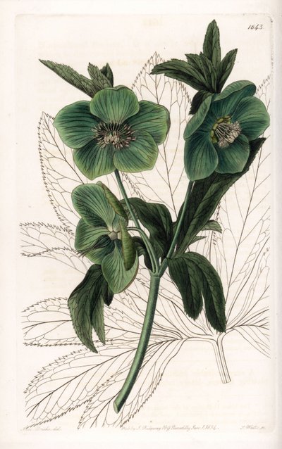 Green Flower Hellebore Variete - Kaiverrus S.Watts, Sarah Anne Draken (1803-1857) kuvituksesta, Englannin Sydenham Edwardsin (1768-1819) kasvitieteellisestä rekisteristä tekijältä Sydenham Teast Edwards