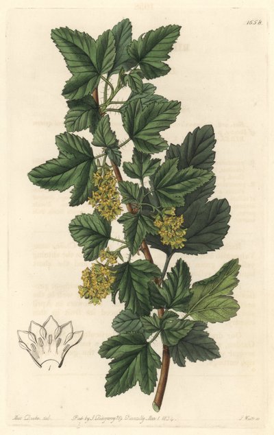 Groseillier, joka tunnetaan nimellä Gadellier of Siberia (Ribes diacanthum), kotoisin Chilestä – S. Wattsin Water forte Sarah Anne Draken (1803-1857) kuvituksesta kasvitieteellisestä rekisteristä tekijältä Sydenham Teast Edwards
