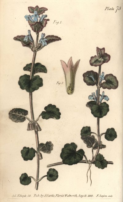 Muratti, Glechoma hederacea, Gymnospermia. F. Sansomin käsinvärinen kuparikaiverrus Sydenham Edwardsin kasvitieteellisestä kuvituksesta William Curtisin kasvitieteen luentoihin, sellaisena kuin se on toimitettu Lambethin kasvitieteellisessä puutarhassa tekijältä Sydenham Teast Edwards