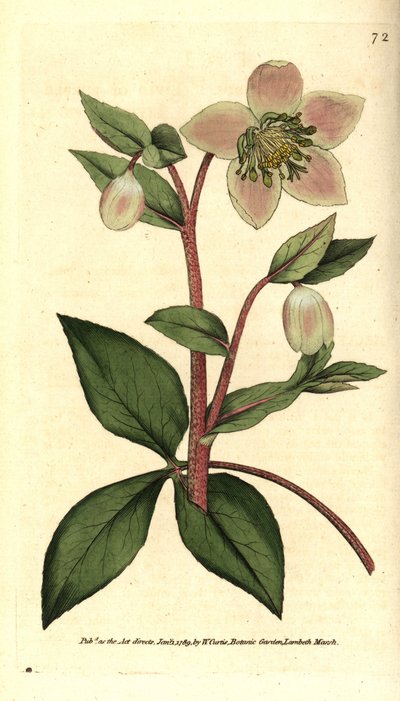 Hellebore (ellebore) hellebore tai musta - Helleborus lividus. Käsinvärinen kuparikaiverrus James Sowerbyn kasvitieteellisen kuvituksen mukaan William Curtisin The Botanical Magazinesta, Lambeth Marsh, Lontoo tekijältä Sydenham Teast Edwards