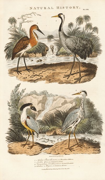 Haikarat ja kurjet niiden kosteikkoelinympäristöissä tekijältä Sydenham Teast Edwards