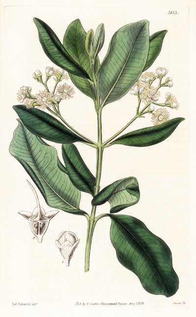 Indian Wood - Lahden rommipuu, Pimenta racemosa (villi neilikkapuu, Myrcia acris), kotoisin Karibiasta. Swanin käsinvärinen kuparikaiverrus Sydenham Edwardsin kuvituksen jälkeen Samuel Curtisin "" Botanical Magazine" -lehdestä Lontoossa tekijältä Sydenham Teast Edwards