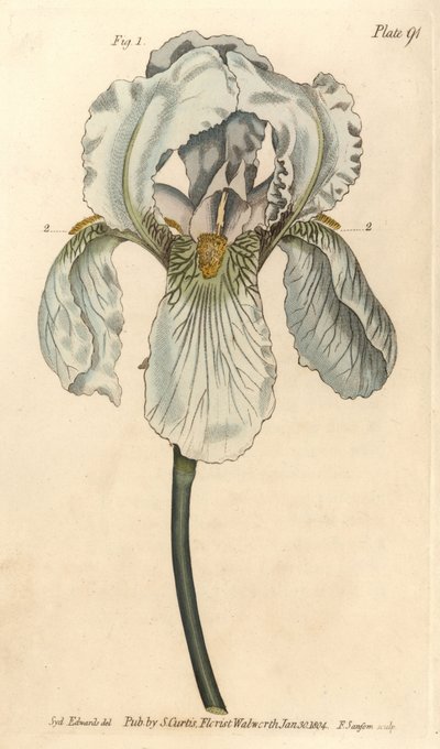 Iris florentina, Iris germanica nothovar. F. Sansomin käsinvärinen kuparikaiverrus Sydenham Edwardsin kasvitieteellisestä kuvituksesta William Curtisin kasvitieteen luentoihin, sellaisena kuin se on toimitettu Lambethin kasvitieteellisessä puutarhassa tekijältä Sydenham Teast Edwards