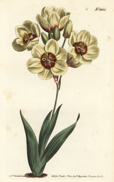 Ixia abbreviata (kermanvärinen täplikäs ixia, Ixia maculata v. ochroleuca). F. Sansom Jr.:n käsinvärinen kuparikaiverrus Sydenham Edwardsin kuvituksen jälkeen William Curtisin kasvitieteellisestä lehdestä, T. Curtis, Lontoo tekijältä Sydenham Teast Edwards
