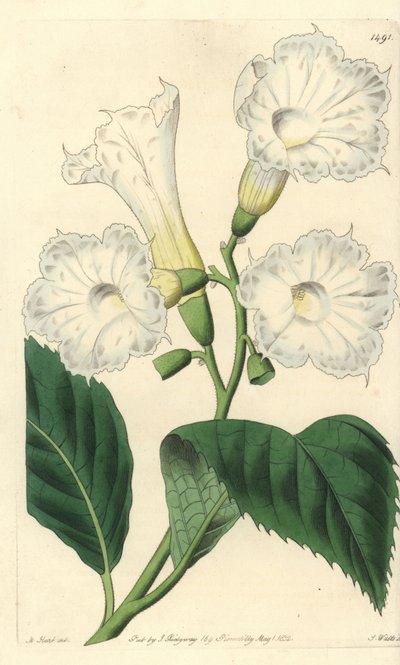 Suuri kukka cordia - suurikukkainen cordia, Cordia grandiflora. S. Wattsin käsinvärinen kuparikaiverrus M. Hartin kuvituksen jälkeen Sydenham Edwardsin kasvitieteellisestä rekisteristä, Ridgeway, Lontoo tekijältä Sydenham Teast Edwards