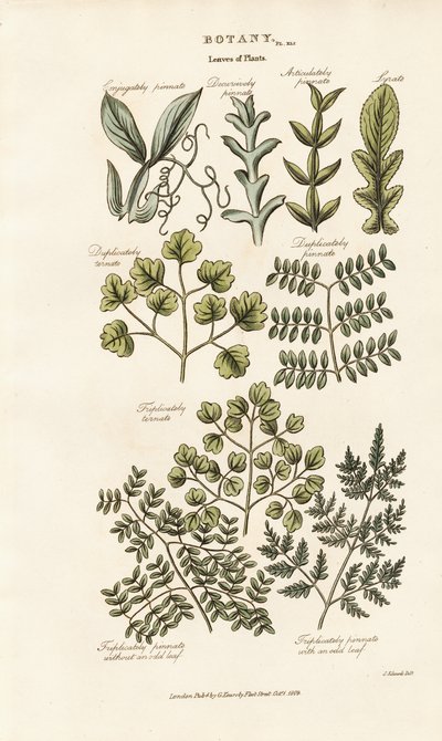 Lehtien muodot ja järjestelyt tekijältä Sydenham Teast Edwards