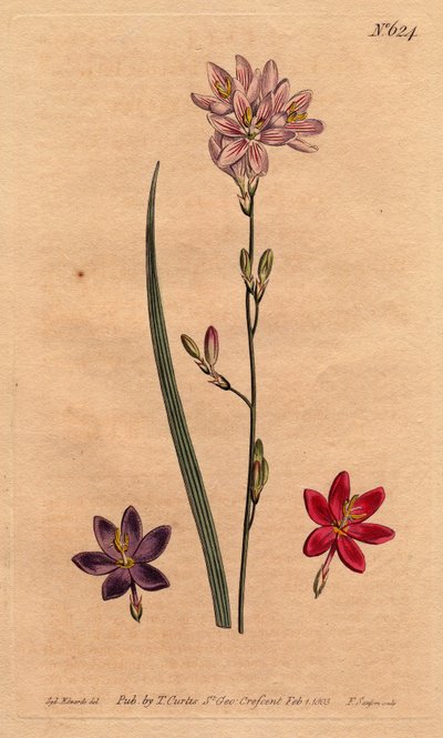 Liljat (liljat) ja bles, esimerkkejä eri väreistä: vaaleanpunainen, violetti, ecarlate. Flexuose ixia esimerkkejä värilajikkeista: vaaleanpunainen, violetti ja helakanpunainen. Ixia flexuosa. Käsinvärinen kuparikaiverrus Sydenham Edw:n kasvitieteellisestä  tekijältä Sydenham Teast Edwards