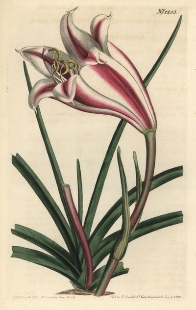 Liljamuunnos - Cape coast lily, Crinum ornatum (Amaryllis ornata). F. Sansom Jr:n käsin värjätty kuparipiirros Sydenham Edwardsin kuvituksen mukaan, William Curtis