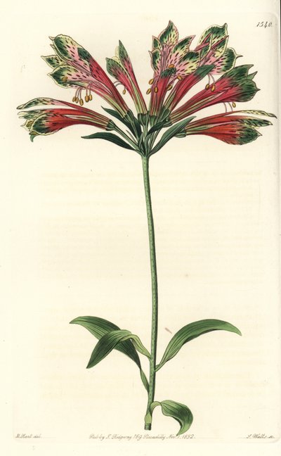 Inkojen tai Perun lilja (alstroemere tai alstroemerie) - Perun lilja, Alstroemeria pulchella (Parrot alstroemeria, Alstroemeria psittacina). S. Wattsin käsinvärinen kuparikaiverrus M. Hartin kuvituksen jälkeen Sydenham Edwardsin Botanicalista tekijältä Sydenham Teast Edwards