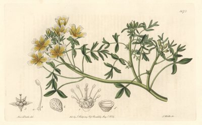 Limnanthe, kotoisin Kaliforniasta - S. Watts Strong Water Sarah Anne Draken (1803-1857) kuvituksesta kasvitieteellisestä rekisteristä tekijältä Sydenham Teast Edwards