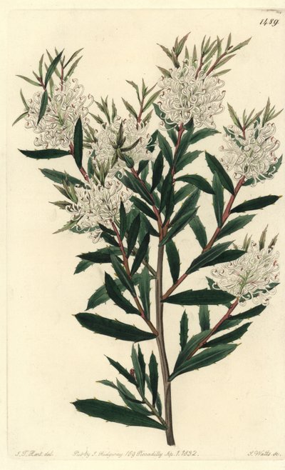 Linaarilehtinen hakea, Hakea linearis. S. Wattsin käsinvärinen kuparikaiverrus J.T. Hart Sydenham Edwardsin kasvitieteellisestä rekisteristä, Ridgeway, Lontoo tekijältä Sydenham Teast Edwards