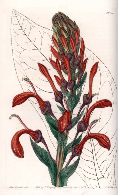 Lobelia variete (tai kardinaali) Chilestä - S.Wattsin kaivertama levy, Sarah Anne Draken (1803-1857) kuvituksesta, Englannin Sydenham Edwardsin (1768-1819) kasvitieteellisestä rekisteristä tekijältä Sydenham Teast Edwards