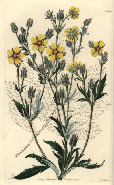 Pitkälehtinen cinquefolia variete - Potentilla longifolia (Viscid cinquefolia, Potentilla viscosa). S. Wattsin käsinvärinen kuparikaiverrus M. Hartin kuvituksen jälkeen Sydenham Edwardsin kasvitieteellisestä rekisteristä, Ridgeway, Lontoo tekijältä Sydenham Teast Edwards