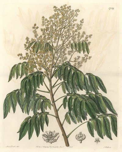 Longanier, kotoisin Kiinasta - S. Watts vahvaa vettä Sarah Anne Draken (1803-1857) kuvituksesta kasvitieteellisestä rekisteristä tekijältä Sydenham Teast Edwards