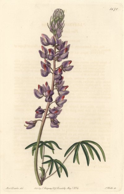 Lupiini kapeilla lehdillä - S. Wattsin vahva vesi Sarah Anne Draken (1803-1857) kuvituksesta kasvitieteellisestä rekisteristä tekijältä Sydenham Teast Edwards