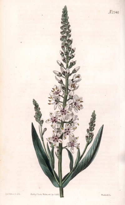 Lysimaque ephemere - Hopea- tai pajulehtinen luhta, Lysimachia ephemerum. Weddellin käsin tekemä kuparikaiverrus Sydenham Edwardsin kuvituksen mukaan Samuel Curtisin "Botanical Magazine" -lehdestä, Lontoo. tekijältä Sydenham Teast Edwards
