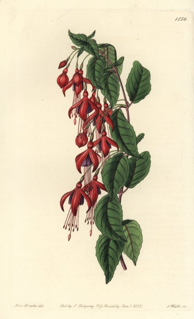 Magellan fuksia - Hummingbird fuksia, Fuchsia magellanica (ilmapallokukkainen fuksia, Fuchsia globosa). S. Wattsin käsinvärinen kuparikaiverrus Miss Sarah Draken kuvituksen jälkeen Sydenham Edwardsin kasvitieteellisestä rekisteristä, Ridgeway, Lontoo tekijältä Sydenham Teast Edwards