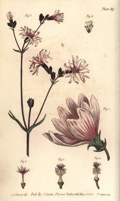 Mallow, Malva sylvestris, Monadelphia tekijältä Sydenham Teast Edwards